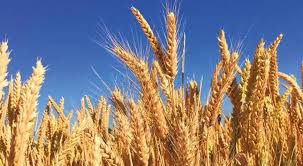 Hububat alım fiyatları belirlendi