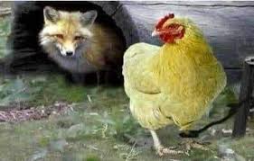 j. PERKİNS’İN KİTABI ve HOROZ-TİLKİ HİKAYESİ