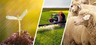 Tarımsal destekleme ödemeleri dün hesaplara aktarıldı