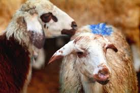 KURBUN BAYRAMI MACARALARIM